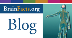 Visit the BrainFacts.org blog